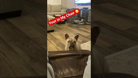 Kash Wants His Chair Now #shorts, #prepperboss #frenchie #frenchbulldog