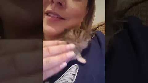 Show me your kitties