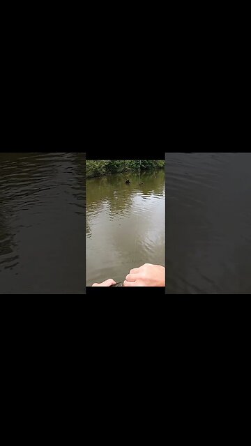 Whopper Plopper double take! (NAILED EM!)