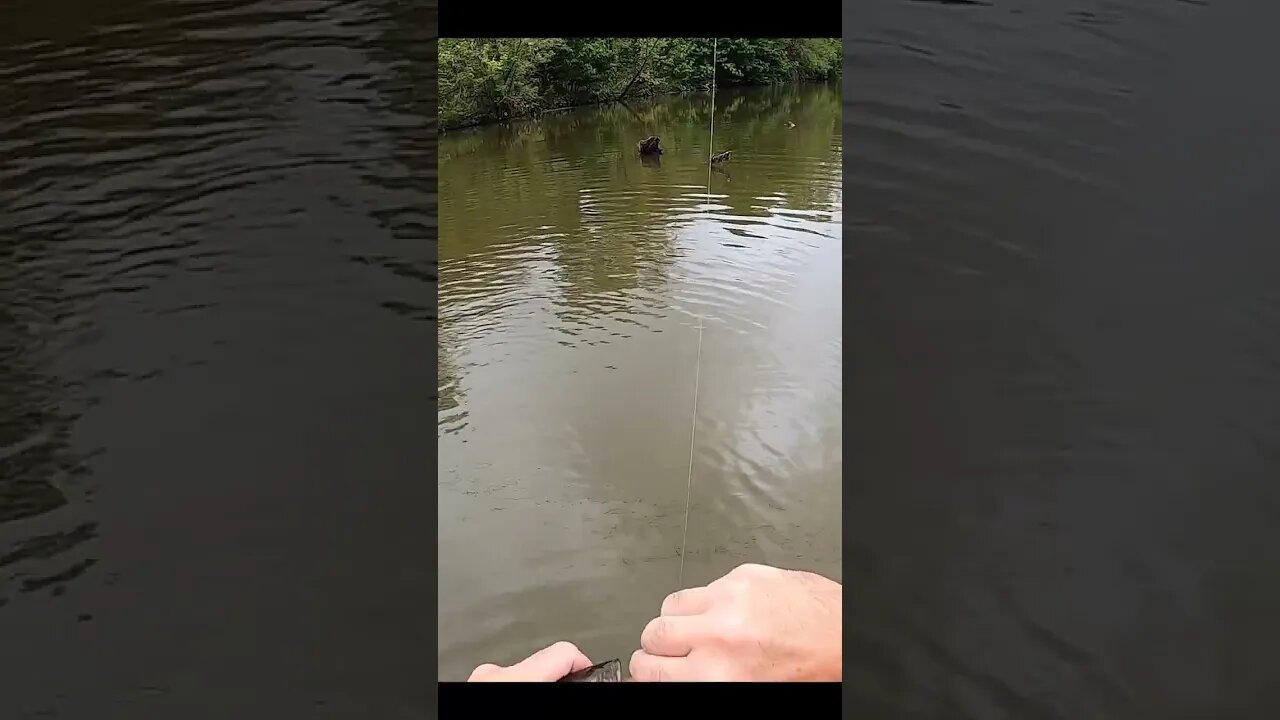 Whopper Plopper double take! (NAILED EM!)