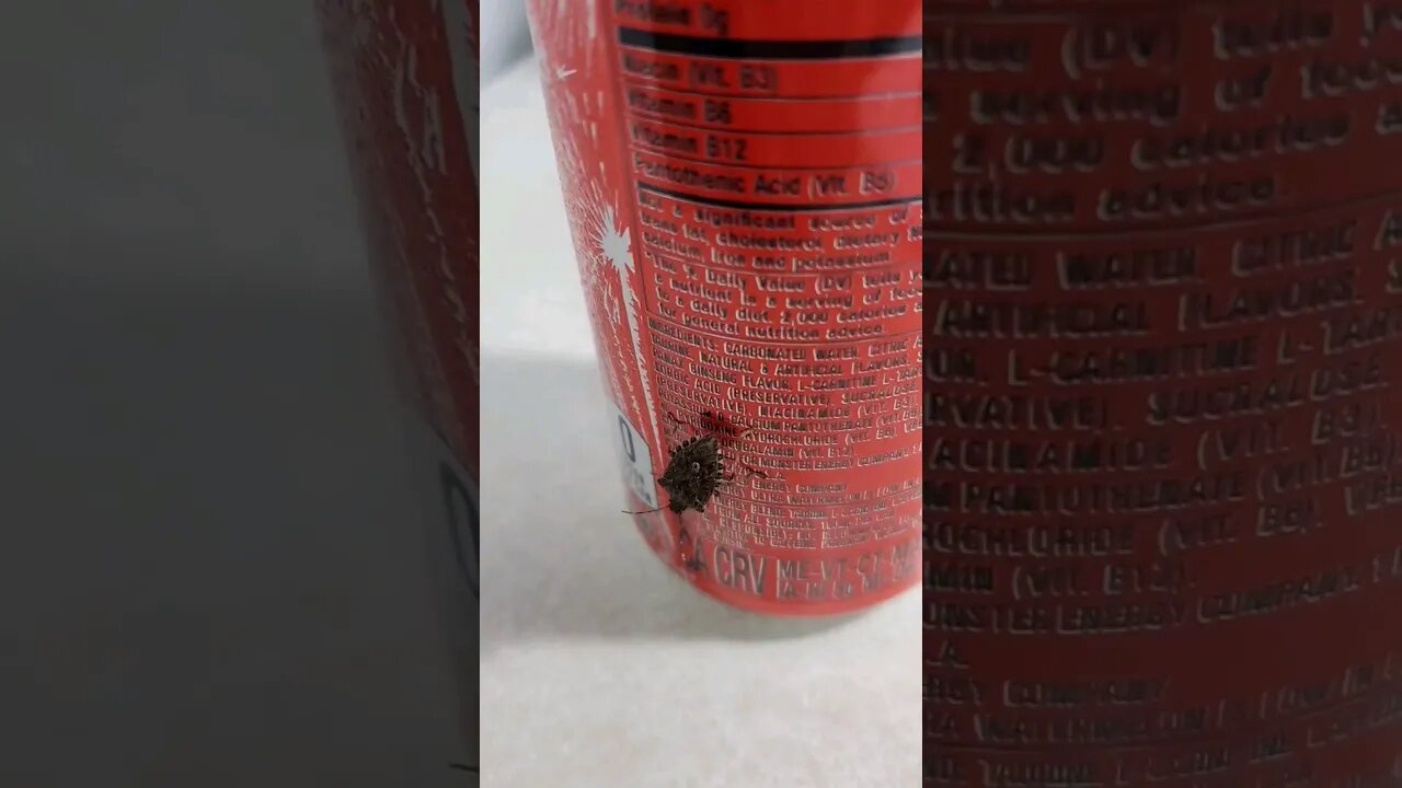 #stinkbug trying to drink my #monster #energydrink