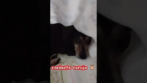 Dormir? Pra quê? 😆🦉