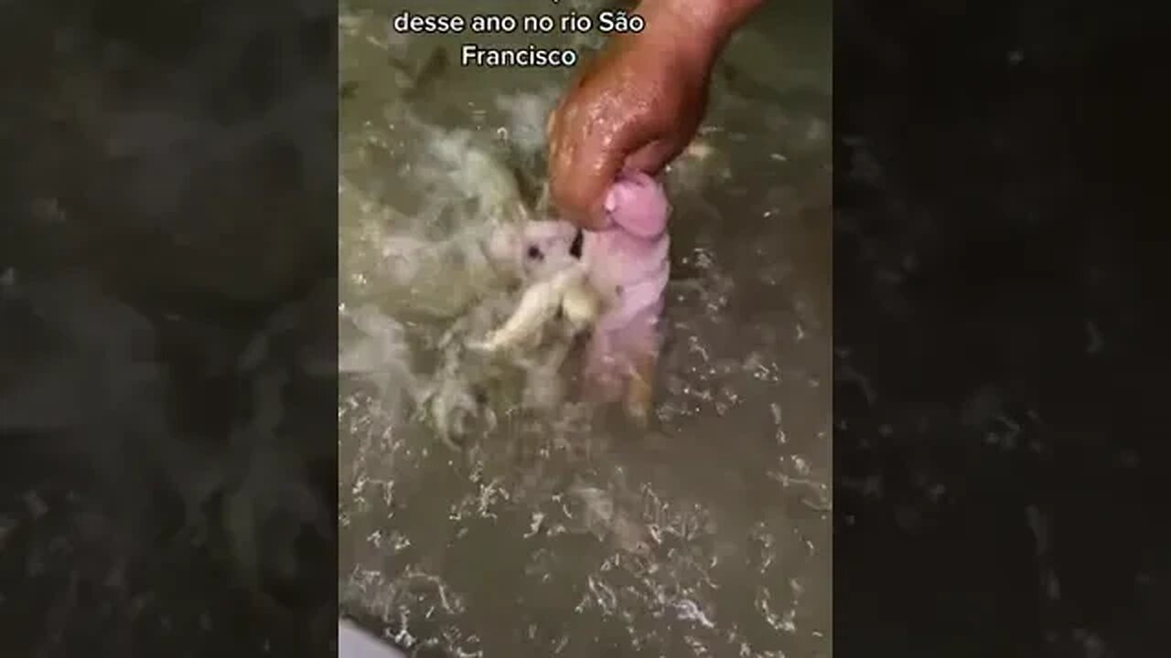 COMO ESTA COM PEIXE EM TRÊS MARIAS