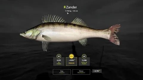 Russian Fishing 4 Ladoga Archipelago Zander 7 . 746 Kg