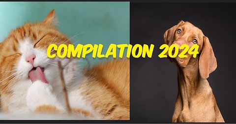 Cute Pets & Funny Animals Compilation 2024