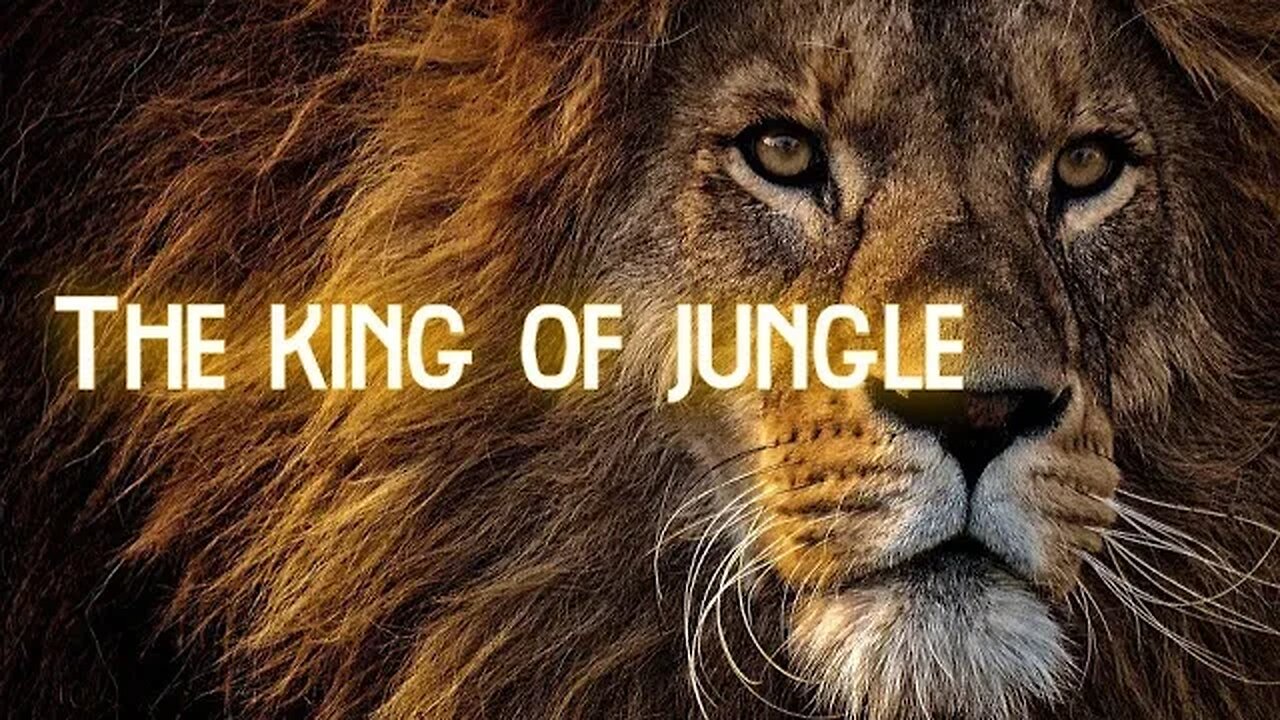 Lion "The King of Jungle"