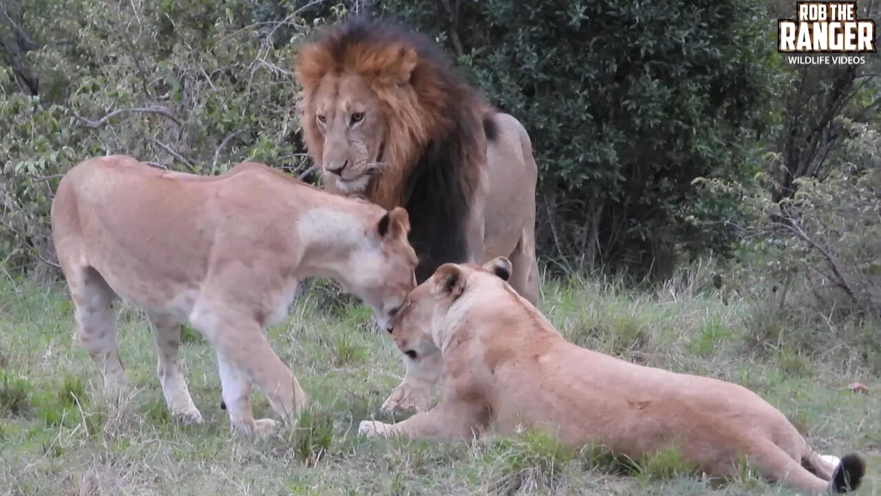 Lion Looks For His Pride, Lioness Roars | Maasai Mara Safari | Zebra Plains