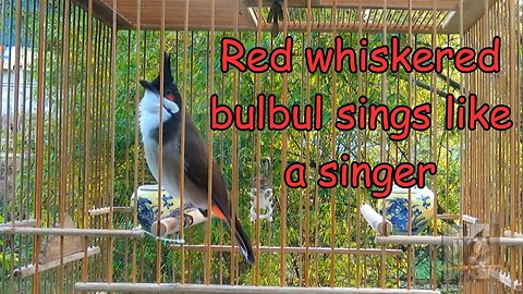 Red whiskered bulbul sings like a singer