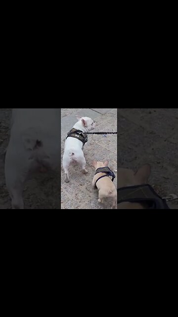 French bull dogs at Horse Guards parade #horseguardsparade