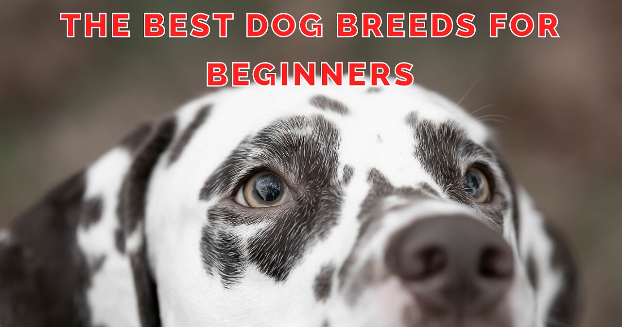 The Best Dog Breeds for Beginners