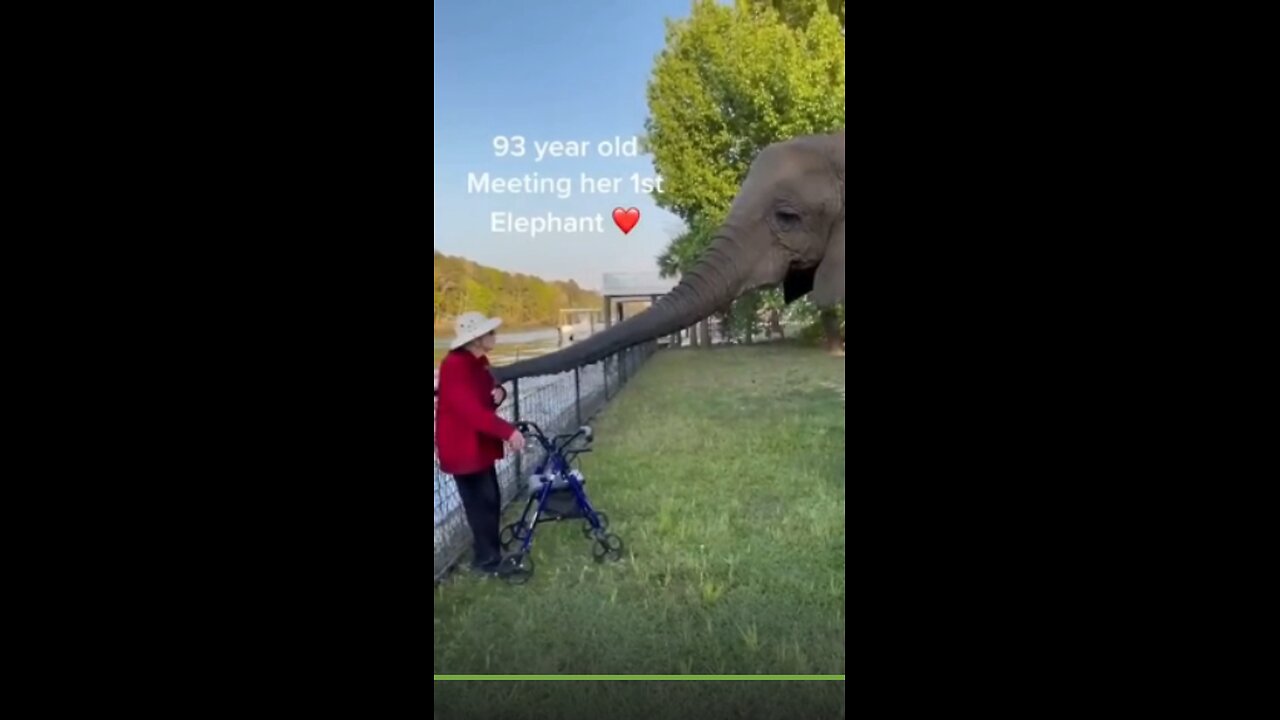 Best Funny Animal Videos of the year (2023), funniest animals ever. relax with cute animals video