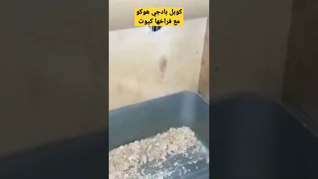 كوبل بادجي هوكو مع فراخها كيوت روعة