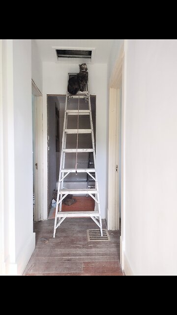 I just caught my cat red handed [red pawed?] climbing a ladder to get into an attic again!