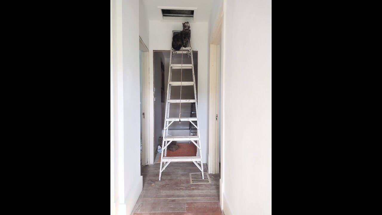 I just caught my cat red handed [red pawed?] climbing a ladder to get into an attic again!