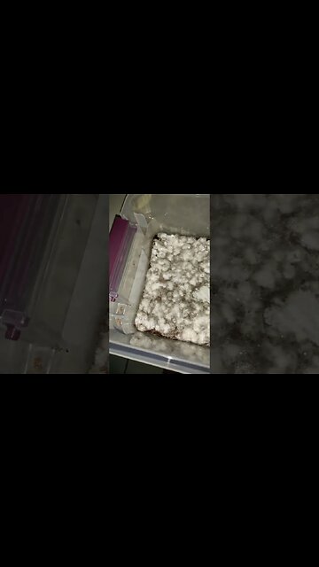 Metabolite Tub Update