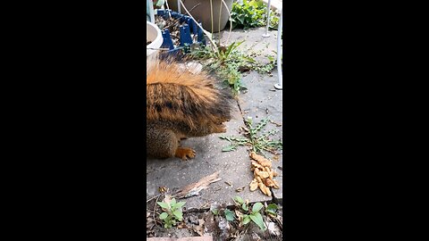 feeding and petting my girl squirrel 🐿️