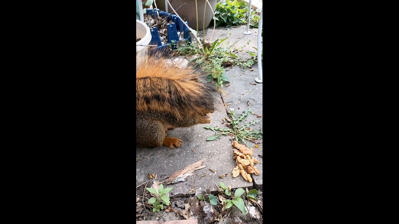 feeding and petting my girl squirrel 🐿️