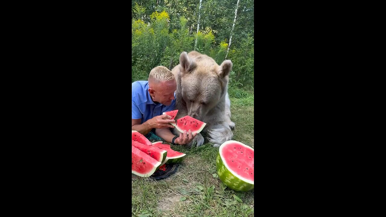 A Bear Eating water melon with humble man