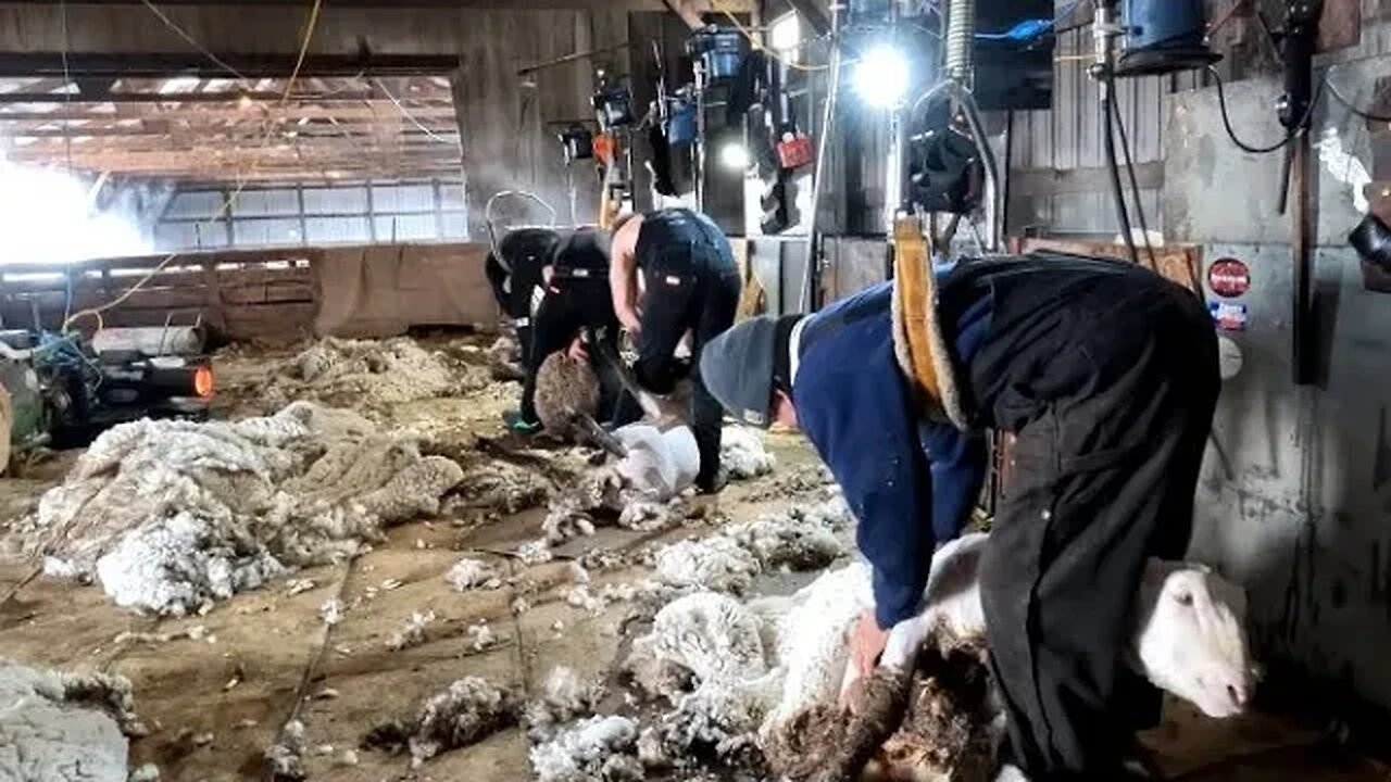 Shearing "Dry" Lambs In Minnesota