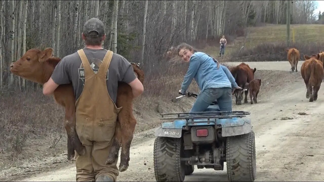 100 tons of beef: Helping chase Cows