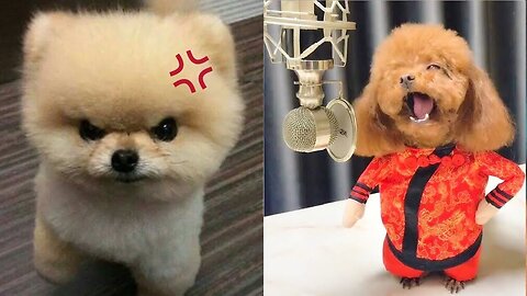 Chó Phốc Sóc Mini - Funny and Cute Dog Pomeranian😍🐶 #15