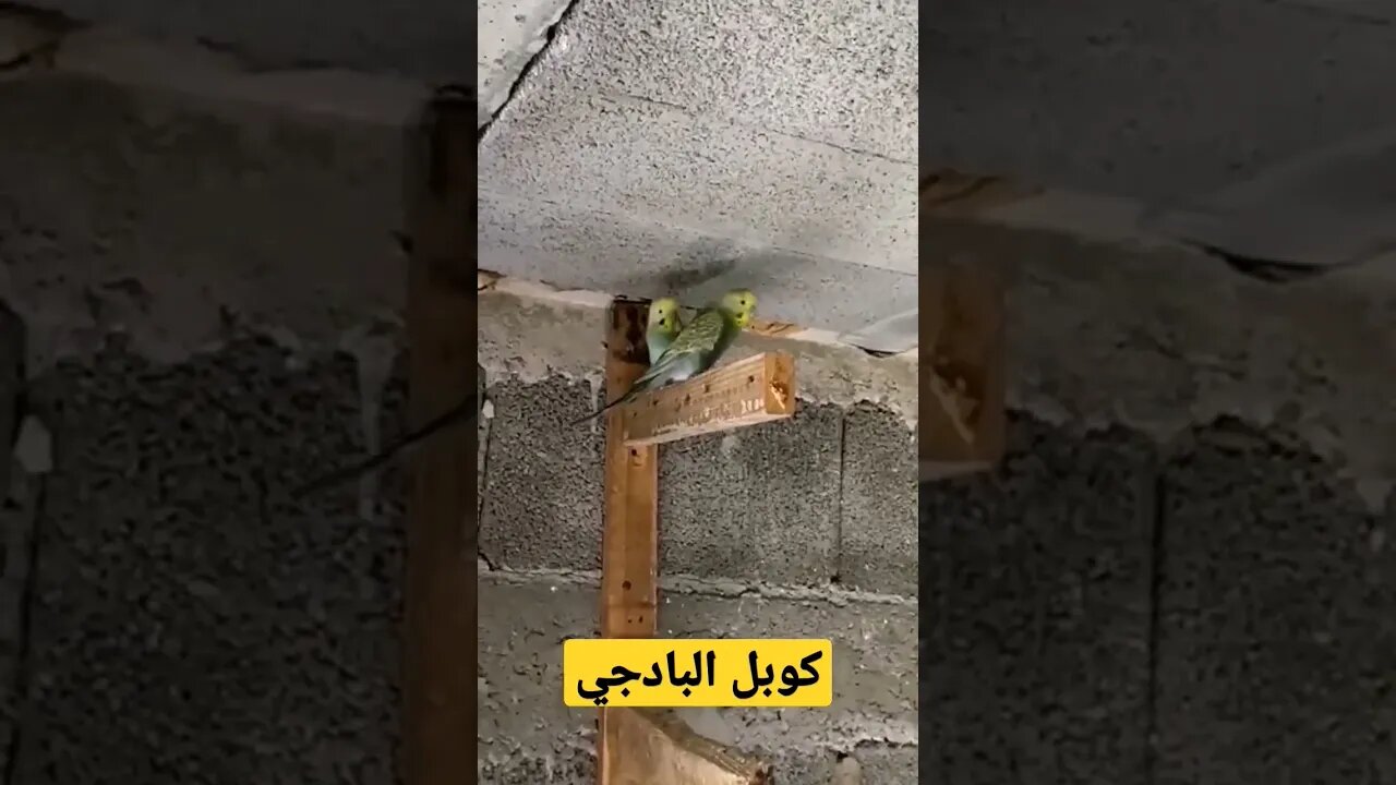 كوبل بادجي هوكو كيوت روعة