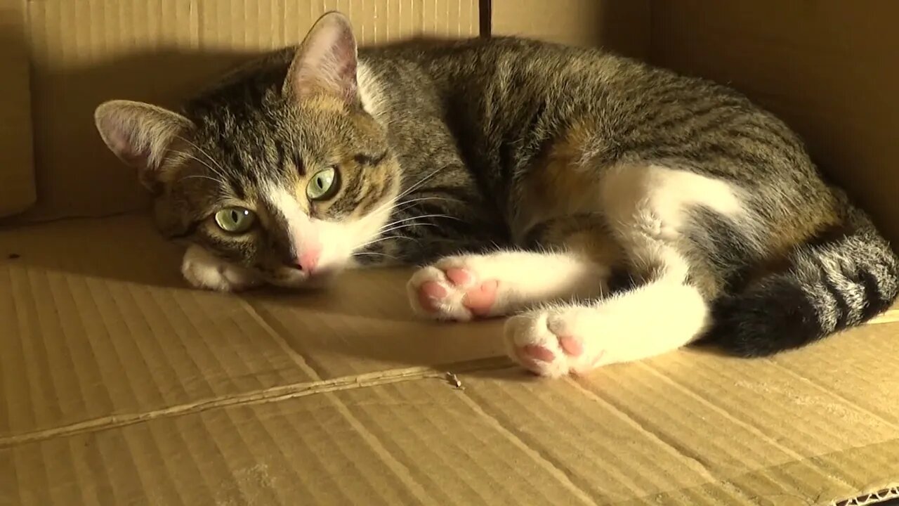 Delicate Little Cat Sleeps with the Head on His Paws