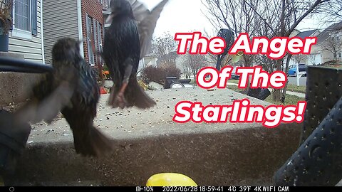 The Angry Starlings On Our Porch! 🌲