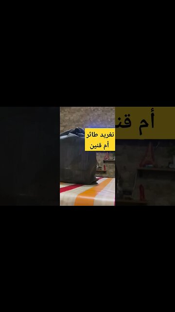 تغريد طائر أم قنين أو الحسون المغرد روعة مرحبا