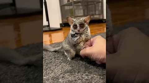 Funny Little animal