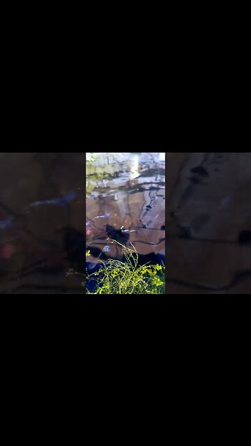 Blue Mosaic Dragon Guppy Pond Early Morning