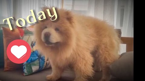 A minute of Concentration-My Dog time.