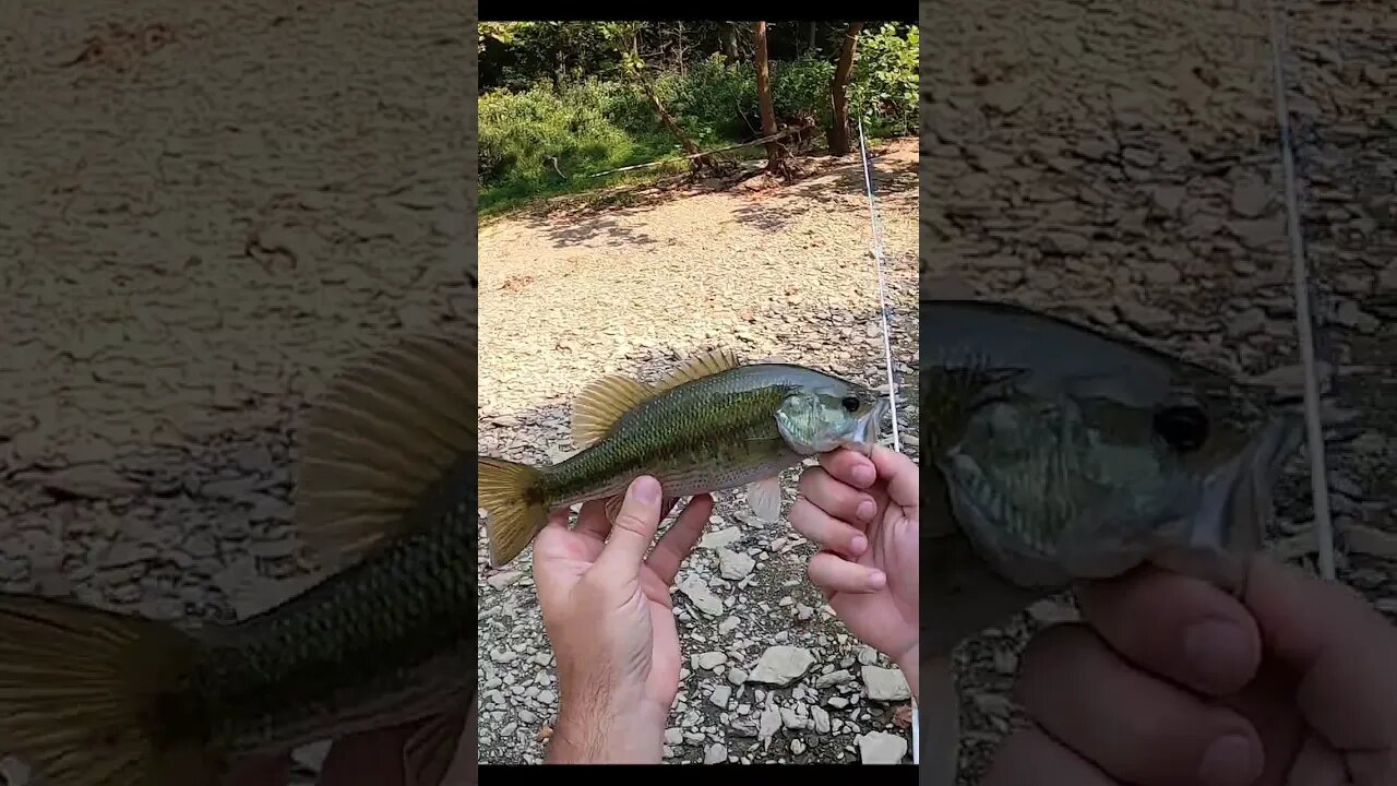 Spotted bass on a whopper plopper on a creek in Cincinnati