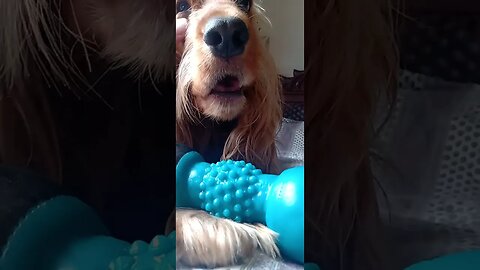 #dogshow , #animals , #dogs , #shorts