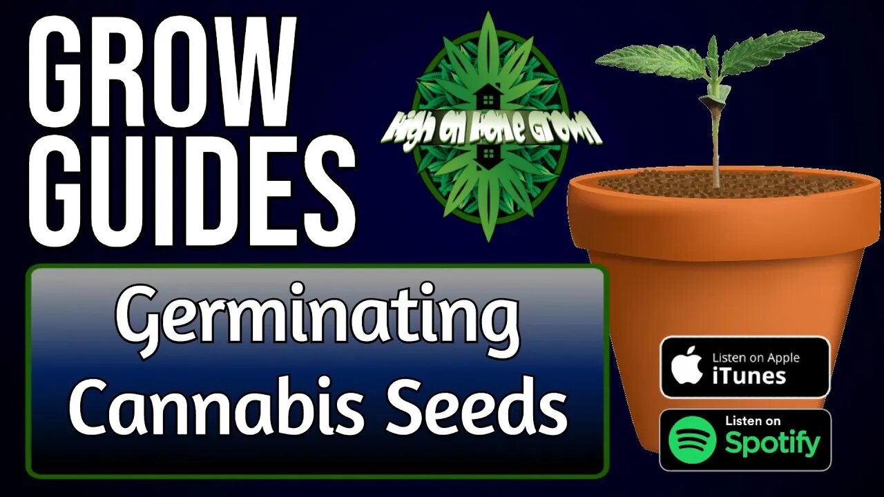 Germinating Cannabis Seeds | Grow Guides Episode 6