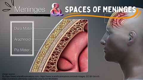 Meninges Explained: Layers and Spaces Between Them | Novice Medic