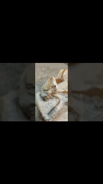 Missing penguin bone 🐧 #fossil #newzealand