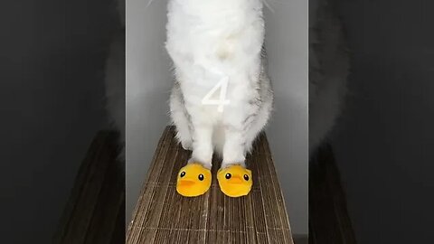 Nice Cat