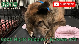 [0919] GOOD NIGHT PUPPIES - EPISODE 373 [#dogs #doggos #doggos #puppies #dogdaycare]