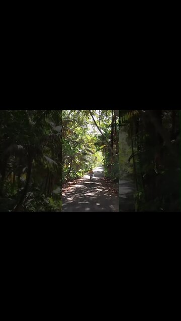 Lord Howe is a unique volcanic island in the Tasman Sea, shaped like a boomerang...