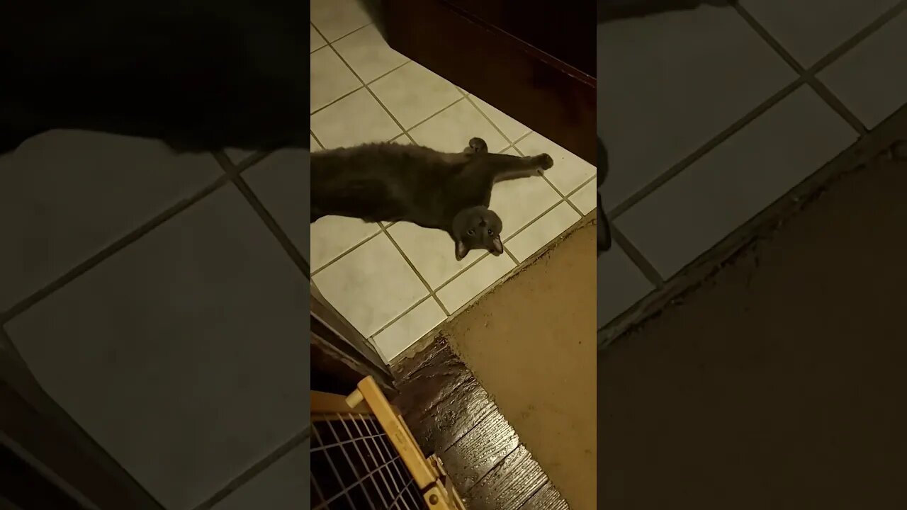 Cat jail