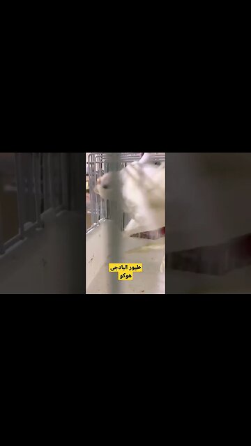 طيور البادجى هوكو