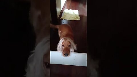 #dogshow , #animals , #dogs , #shorts