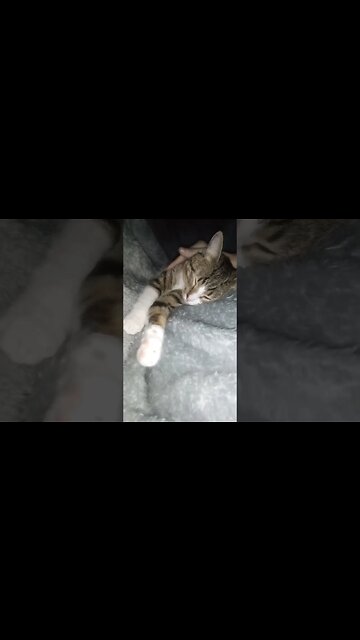 This Little Cat Loves Pets