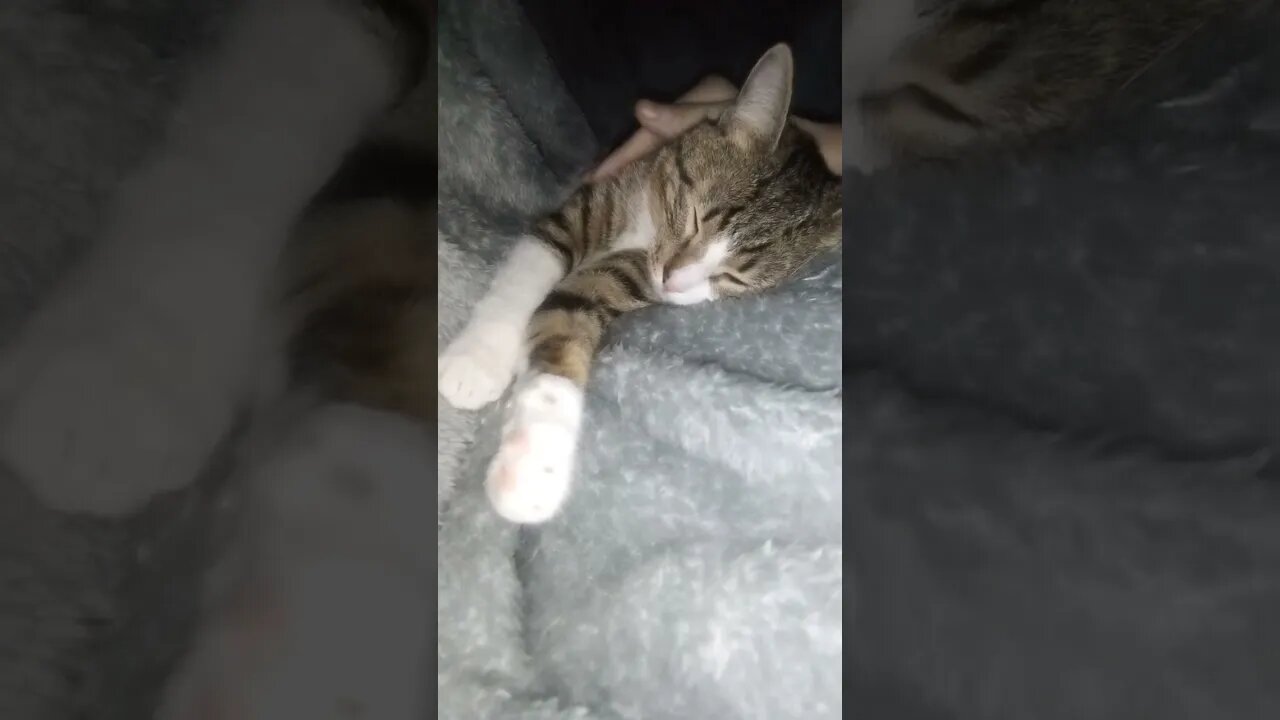 This Little Cat Loves Pets