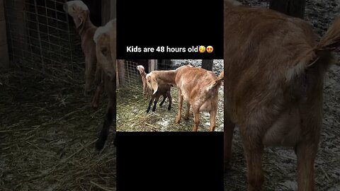 Nubian kids are 48 hours old. #nubiangoats #nubiankids #homesteading #countryliving #goatsfarm