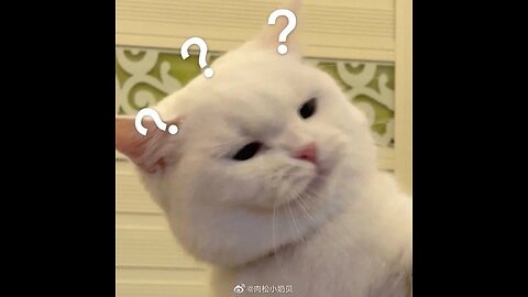 Cute and confuse cat 😺