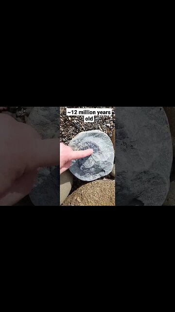 Nautilus fossil encased in rock #short #fossil #beach beach