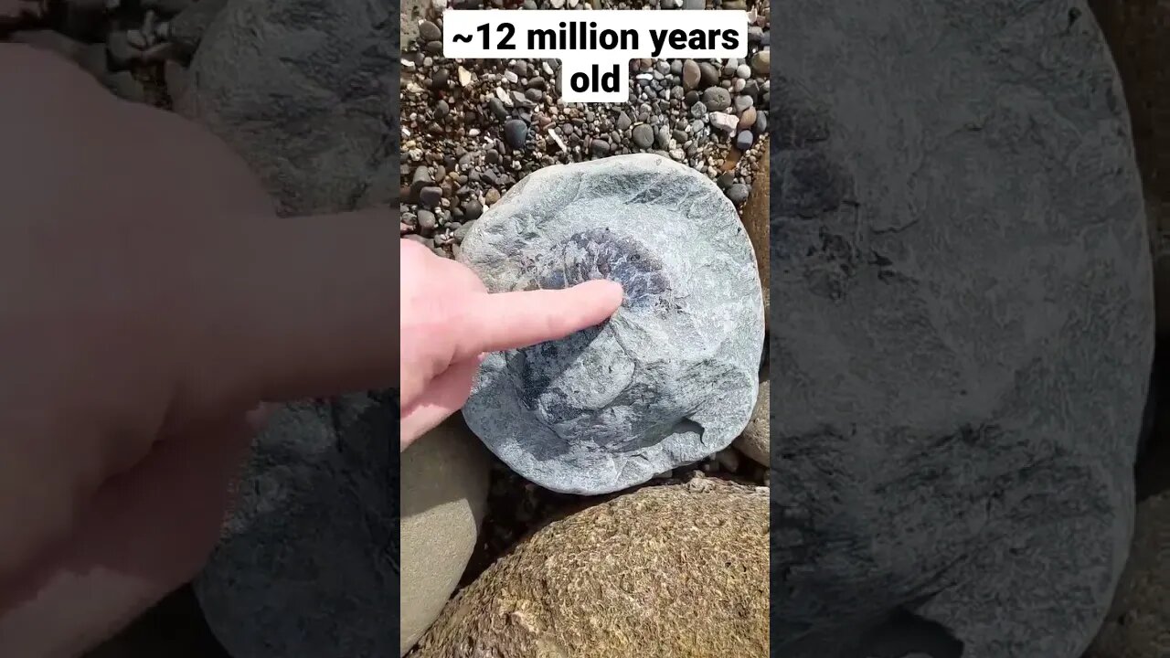 Nautilus fossil encased in rock #short #fossil #beach beach