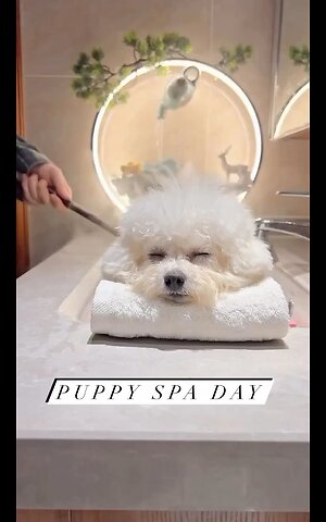 Dog at the spa 🤣😂😅